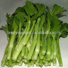NPK23 Dafan good quality chinese vegetable seeds supplier,pak choi seeds